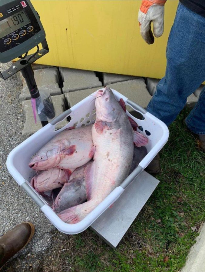 This is the weigh-in station. Pictured is the basket from the winner of the bag of 5.