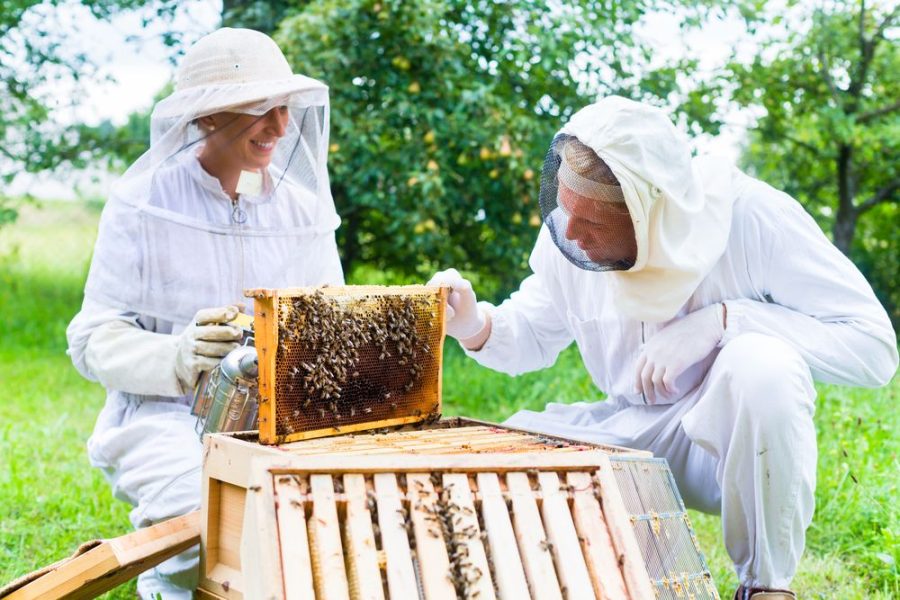 Beekeepers ((beekeepers copyright free - Bing images))