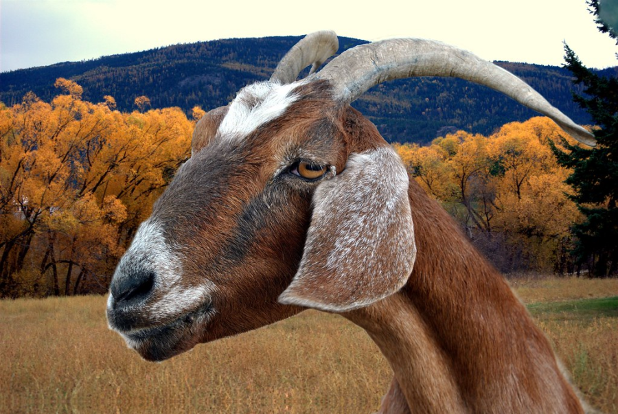 GOAT (by bagsgroove - licensed under CC BY 2.0)